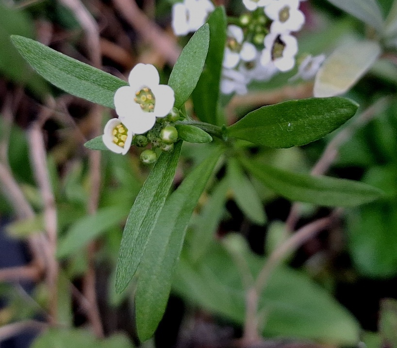 sweet alyssum lobularia maritima