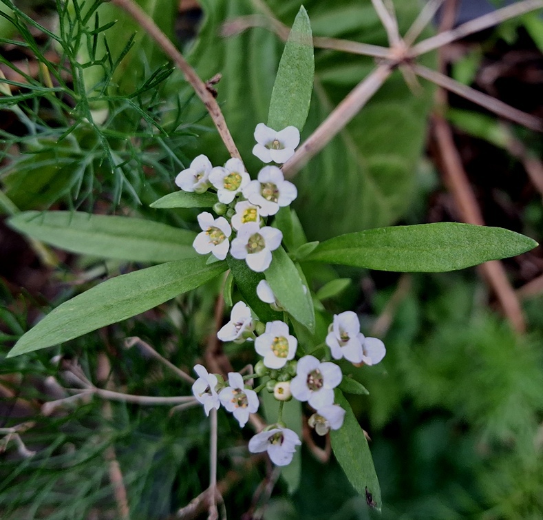 sweet alyssum lobularia maritima