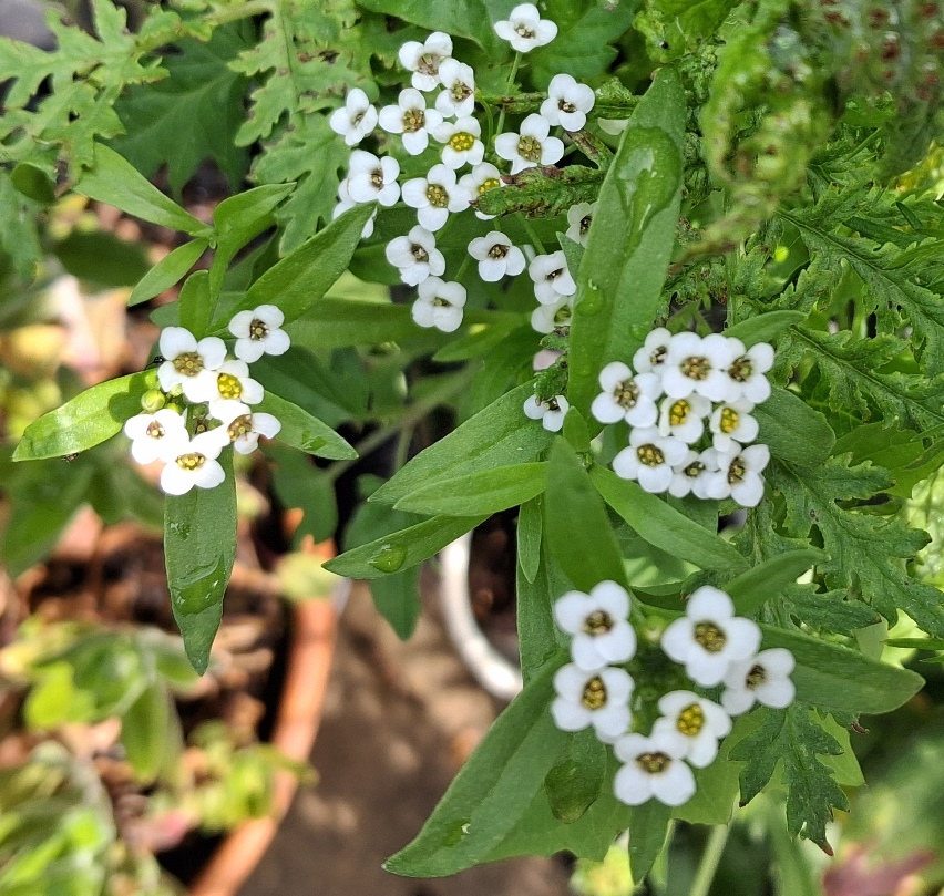 sweet alyssum