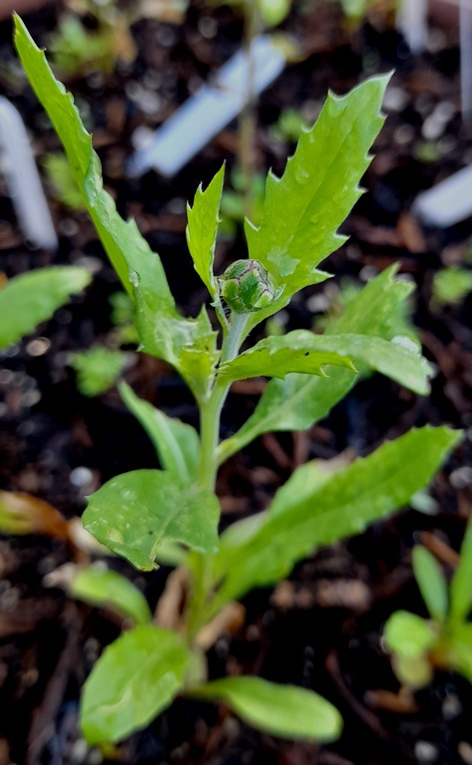 sweet sultan Amberboa moschata