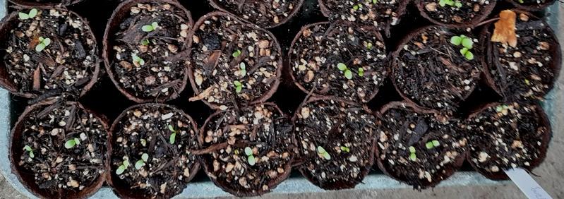 sweet sultan seedlings