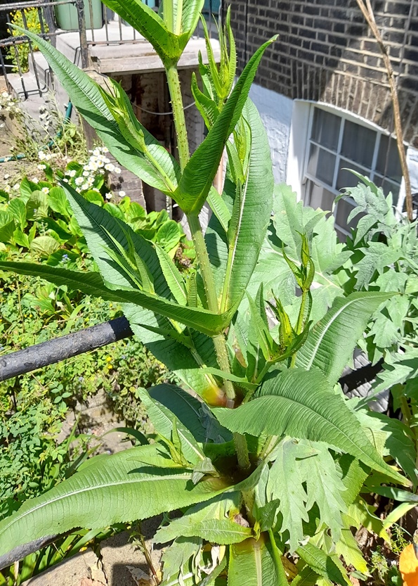 teasel with water