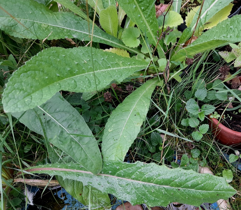 teasel bristly oxtongue
