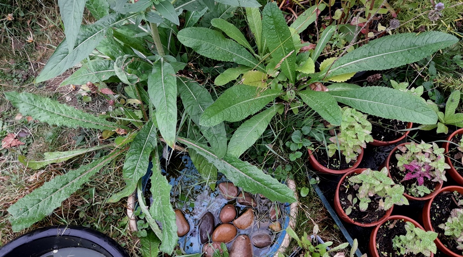 teasel bristly oxtongue