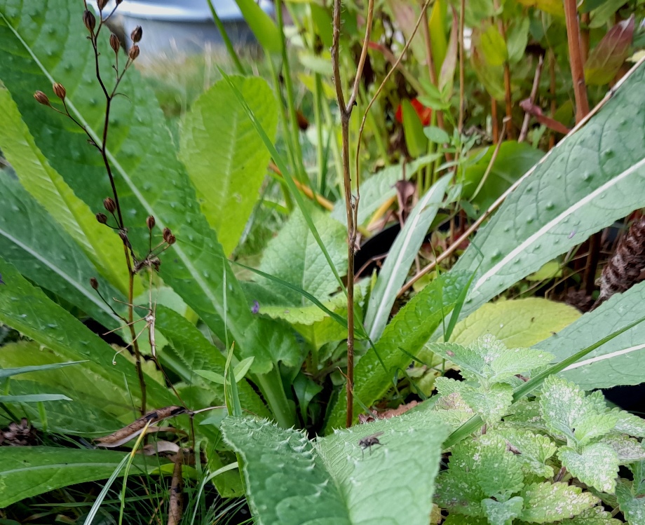 teasel bristly oxtongue leaves