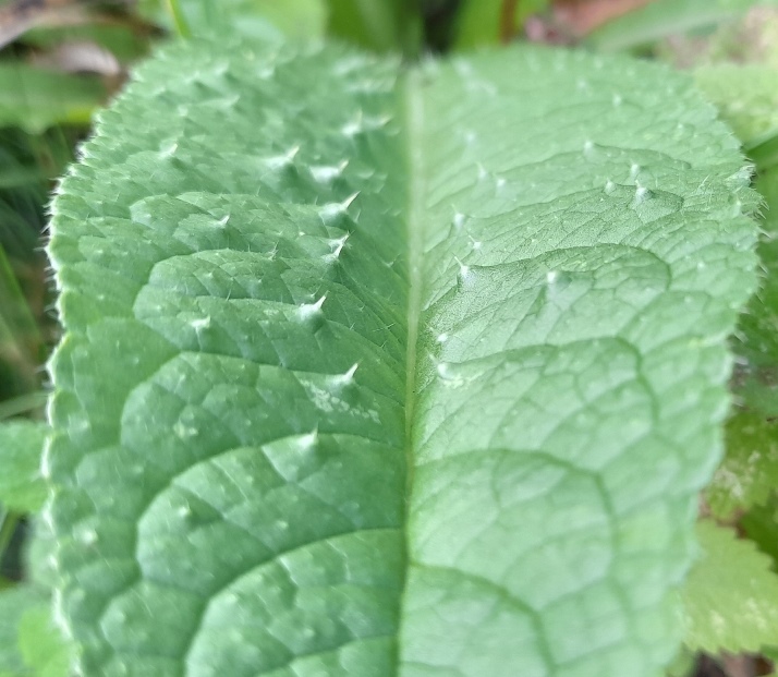 teasel leaf 