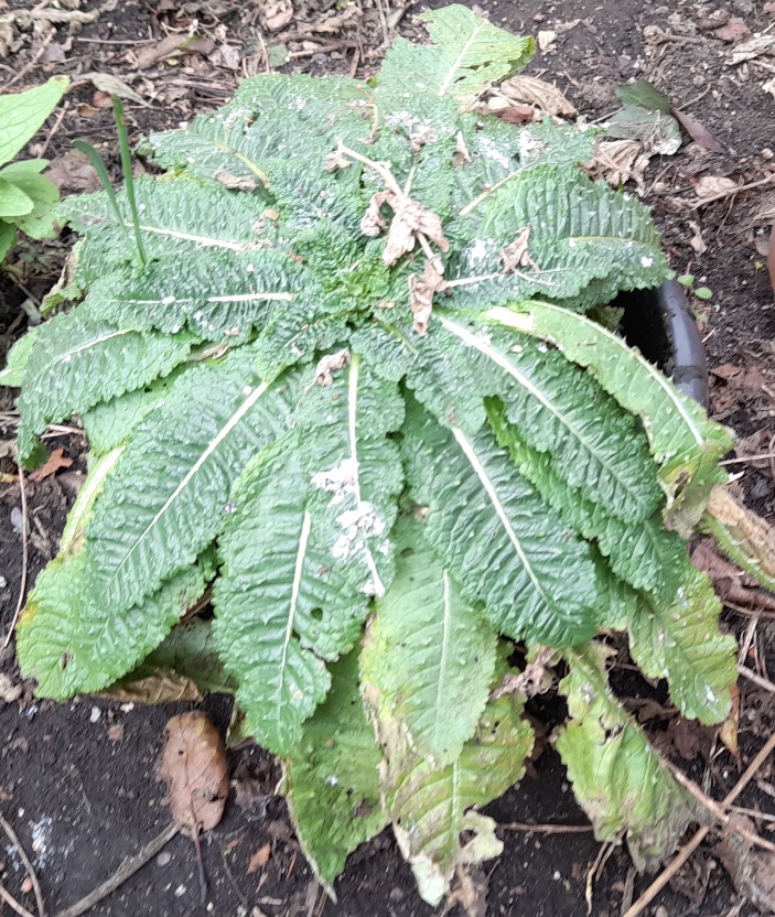 teasel rosette