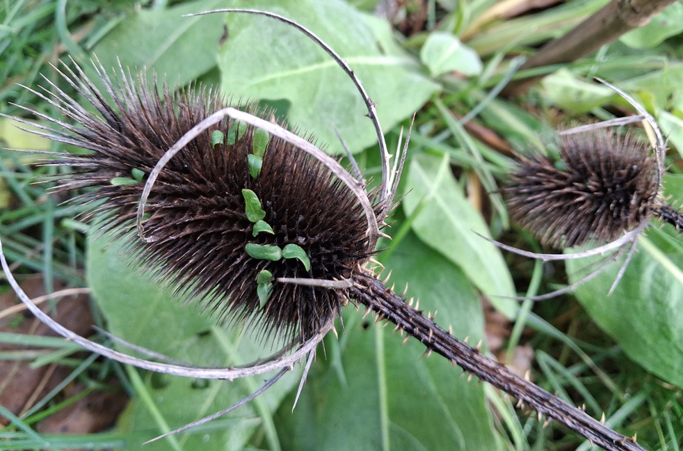 teasel vivipary