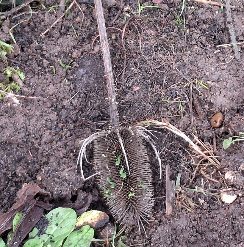 teasel seedhead with vivipary