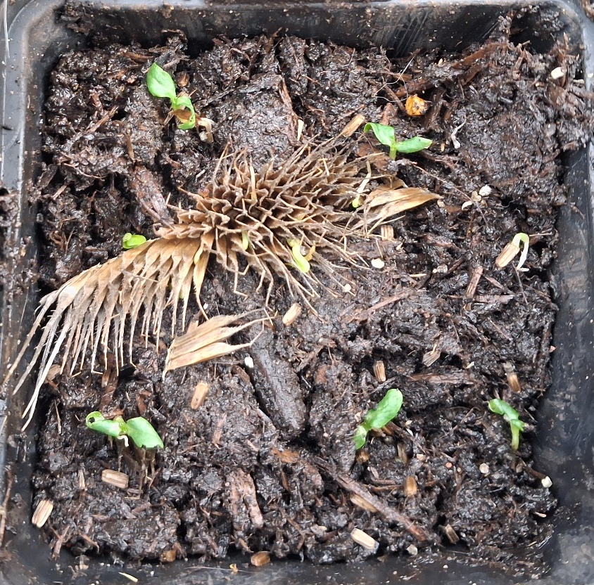 teasel seedlings