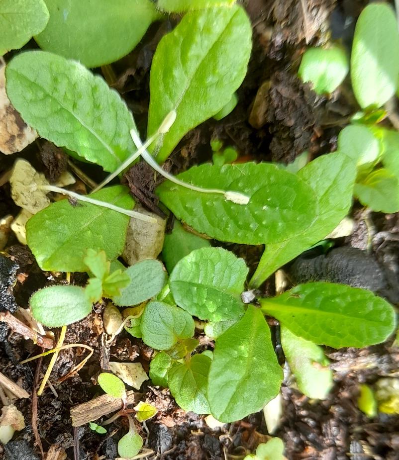 teasel seedlings