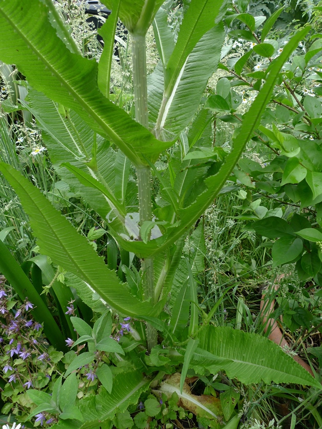 teasel