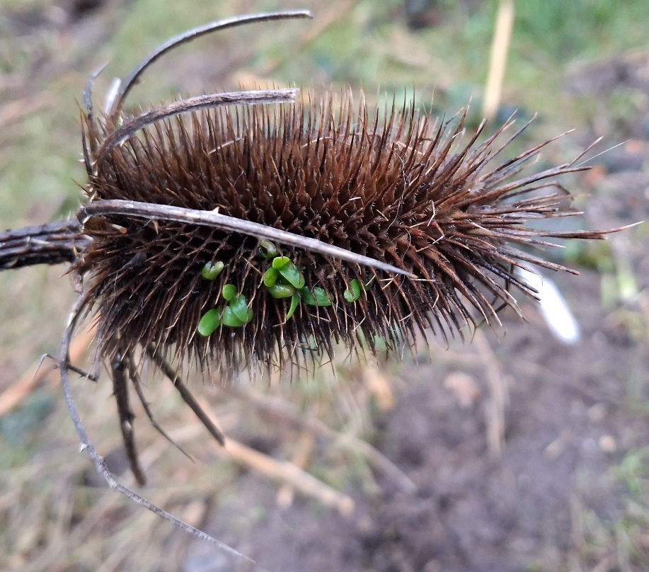 teasel vivipary