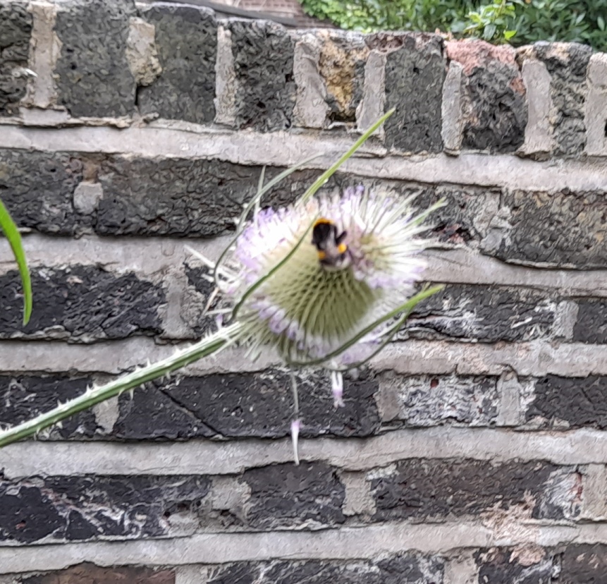 teasel with bee