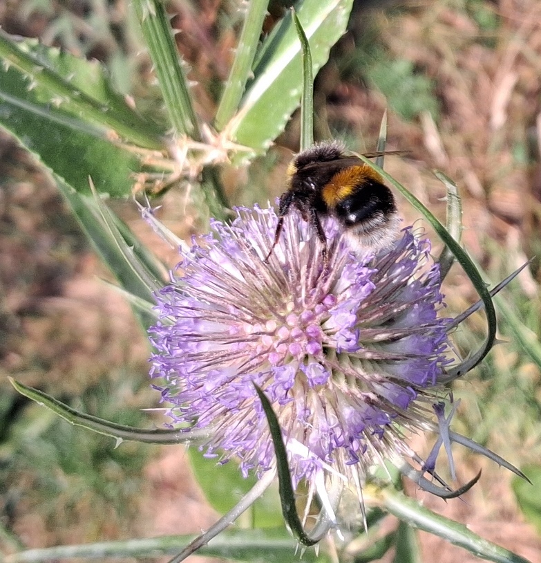 teasel bee