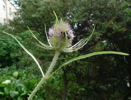 teasel with bee