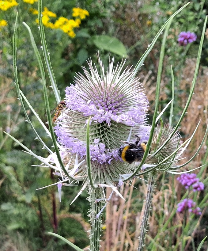 teasel hoverfly bee