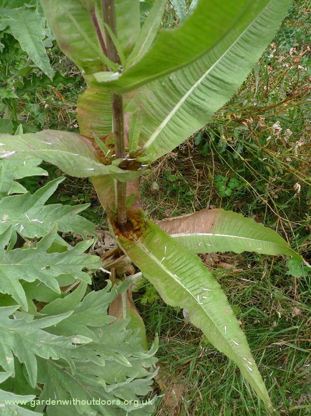 teasel with water