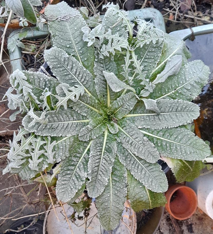 teasel rosette frosty