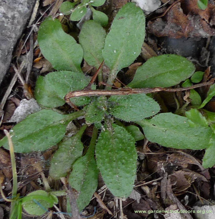 thale cress inital basal rosette Arabidopsis thaliana