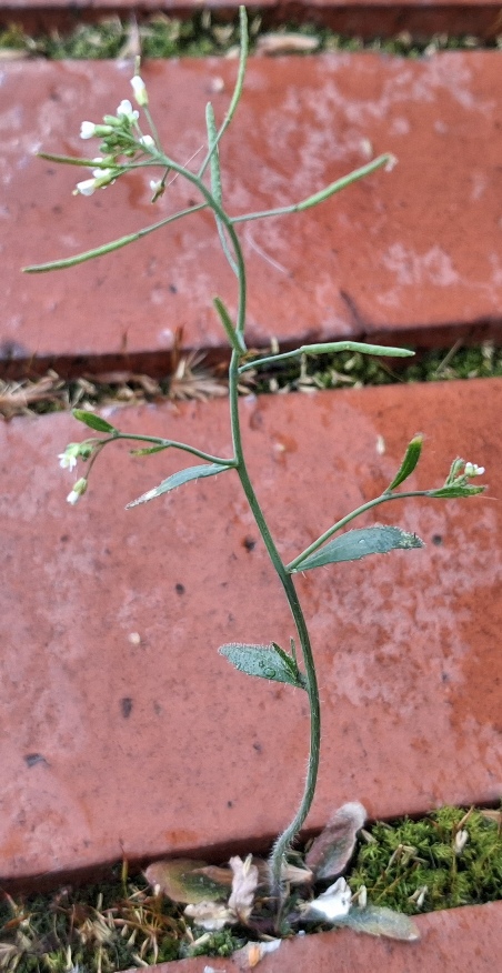 thale cress arabidopsis thaliana