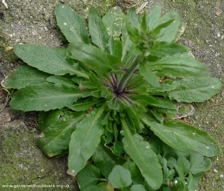 thale cress Arabidopsis thaliana