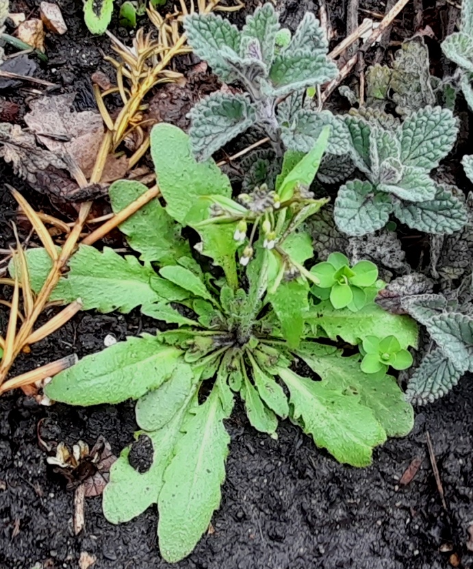 thale cress Arabidopsis thaliana