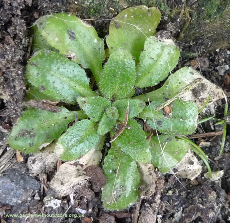 thale cress inital basal rosette Arabidopsis thaliana