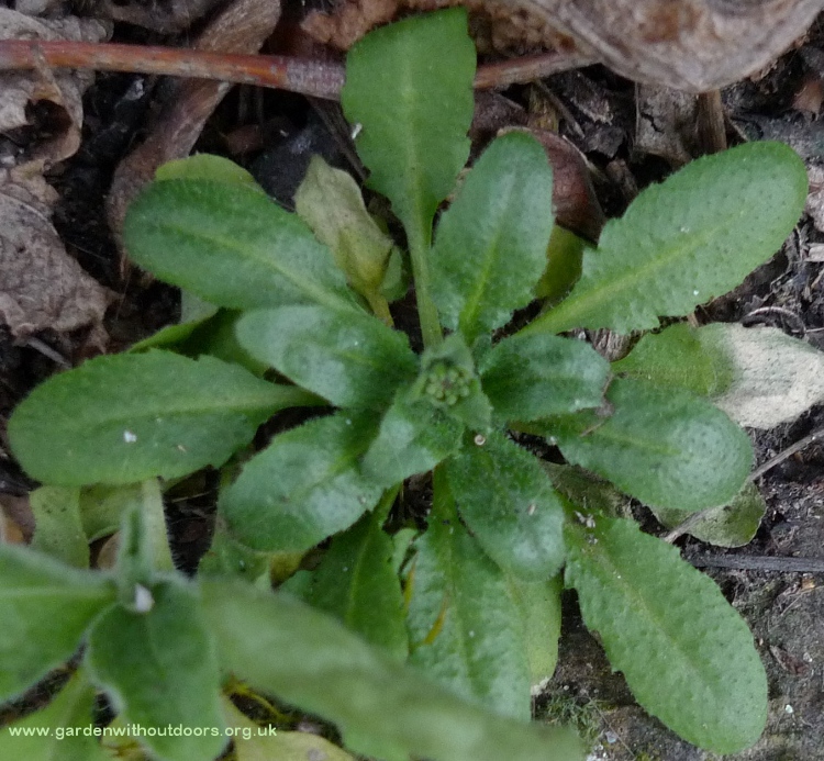 thale cress inital basal rosette Arabidopsis thaliana