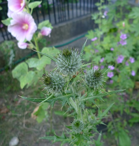 spear thistle 