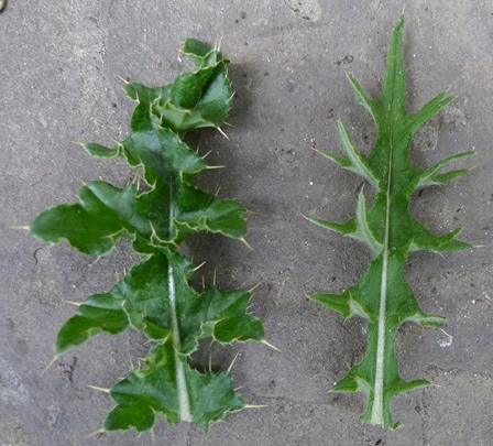 thistle leaves
