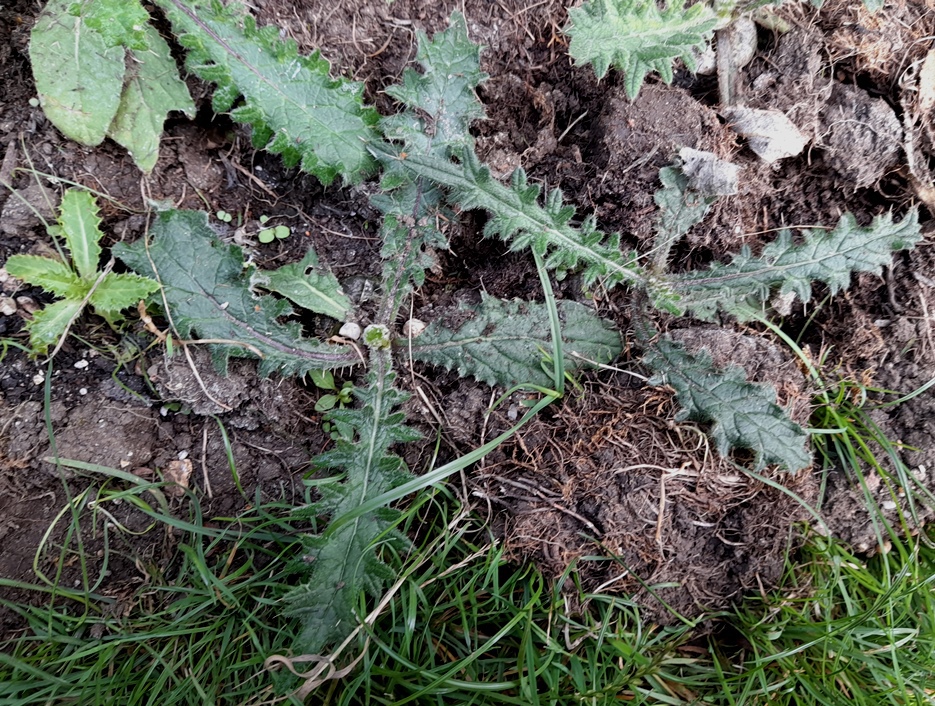 woolly thistle seedling