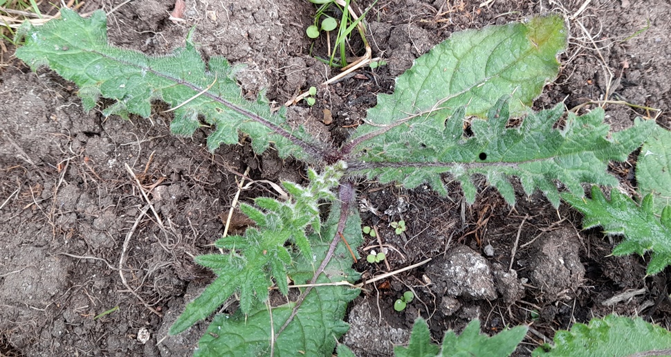woolly thistle seedling