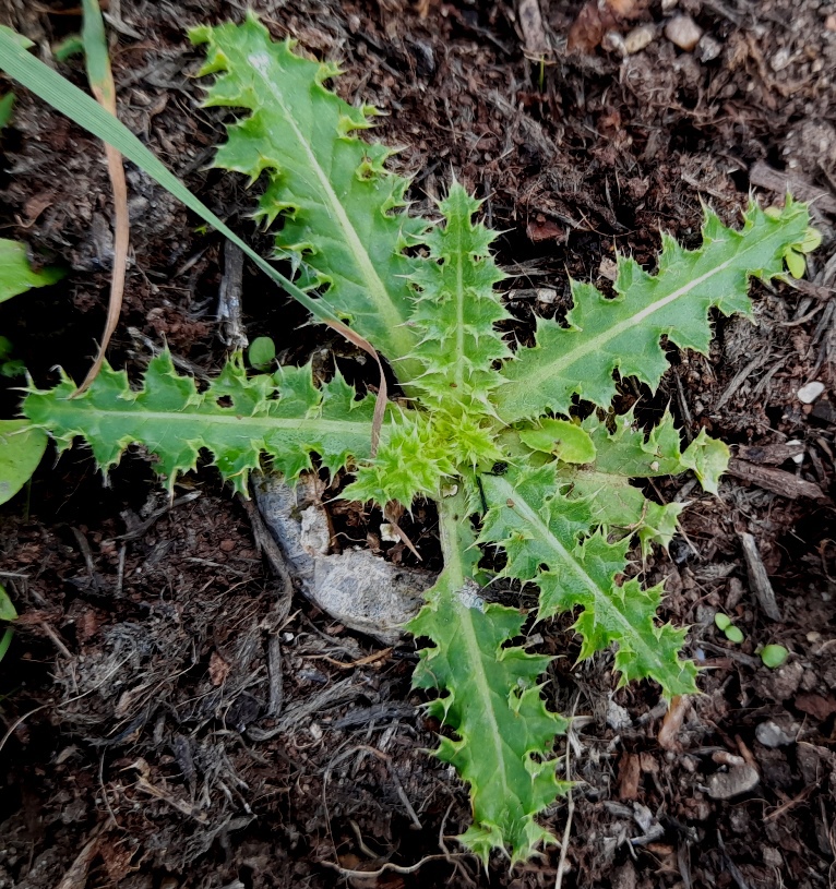nodding thistle seedling