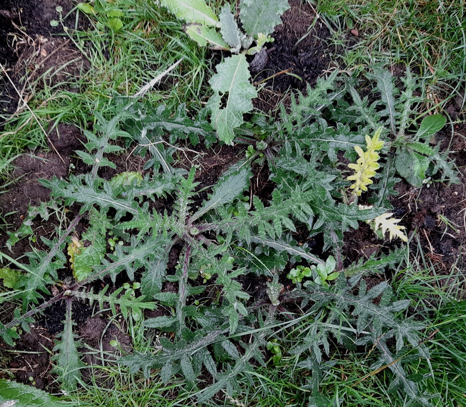 woolly thistle seedlings