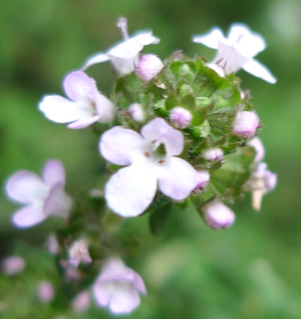 thyme flower
