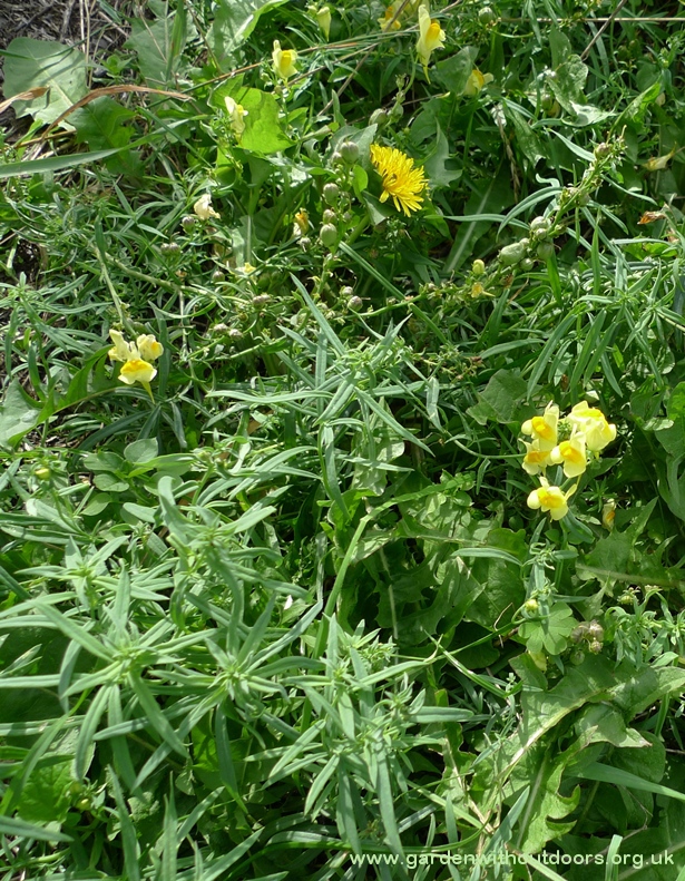toadflax