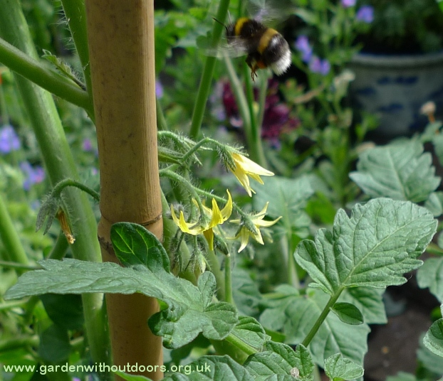 tomato flowers with bee