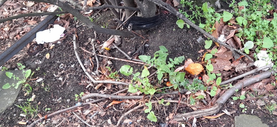 tree pit Camden Street