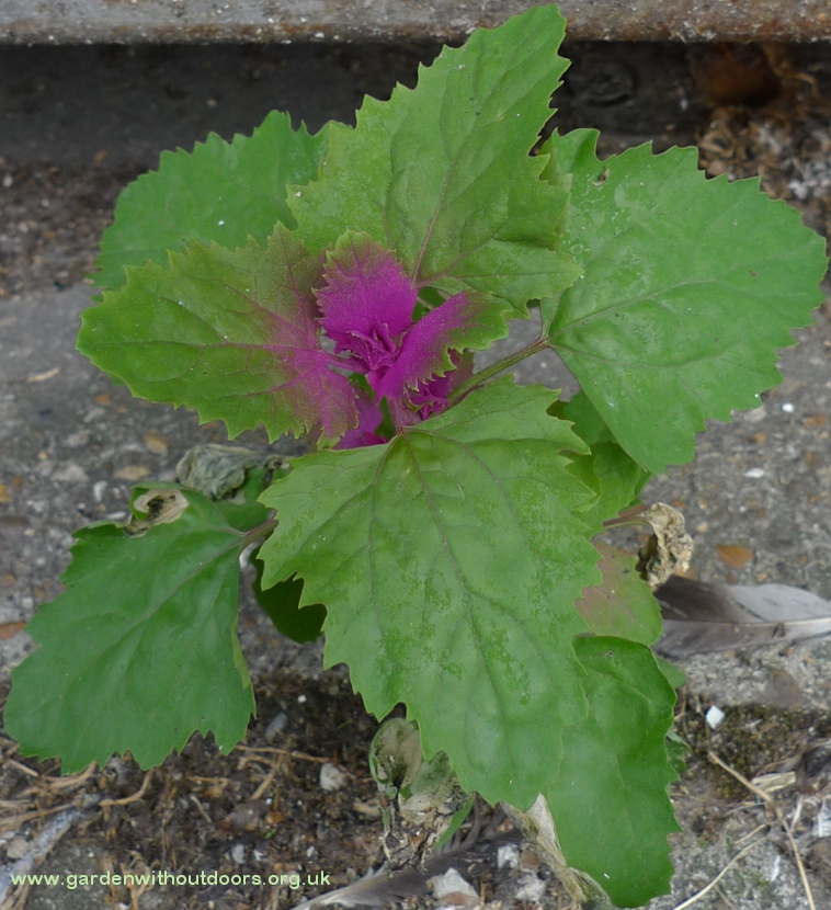 tree spinach Chenopodium giganteum