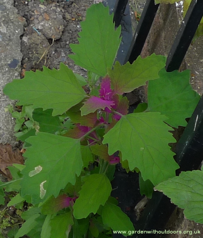 tree spinach (Chenopodium giganteum)