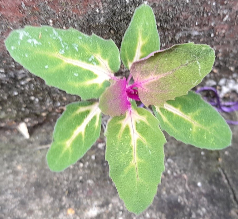 tree spinach chenopodium giganteum