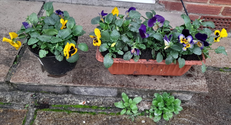 pansies