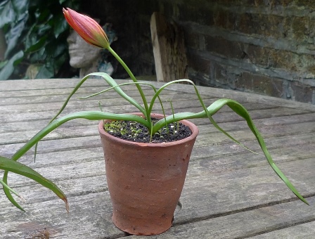 Little Princess tulip