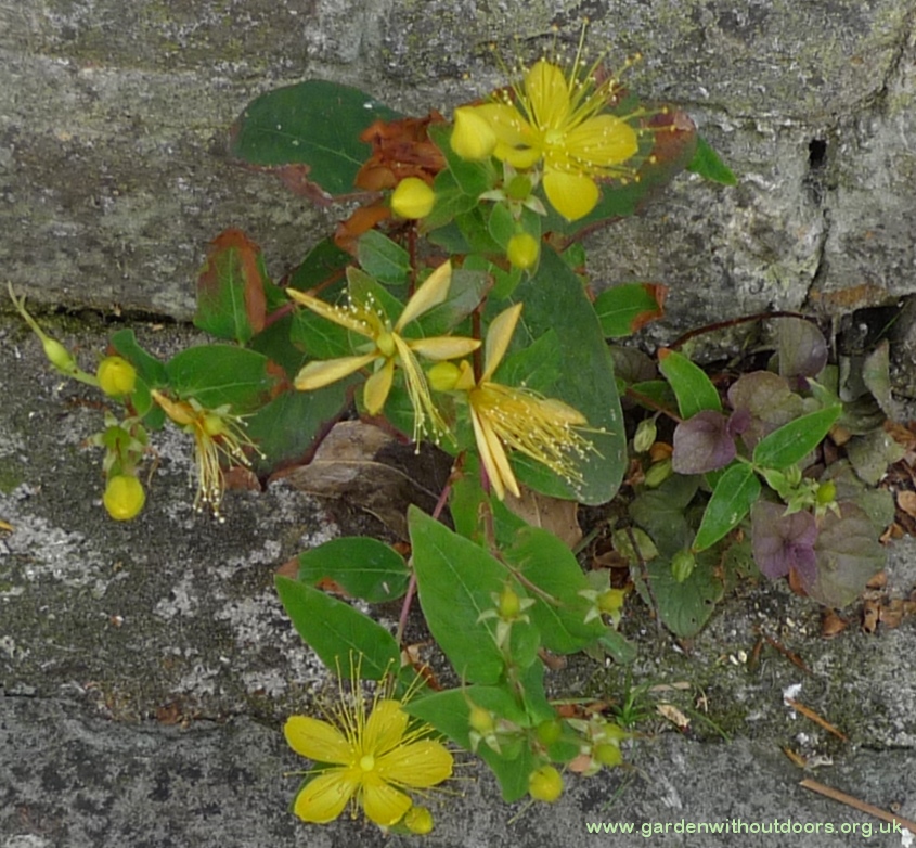 Hypericum androsaemum