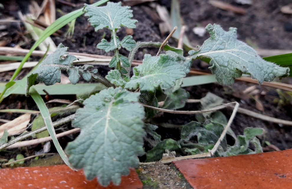 hoary mustard hirschfeldia incana