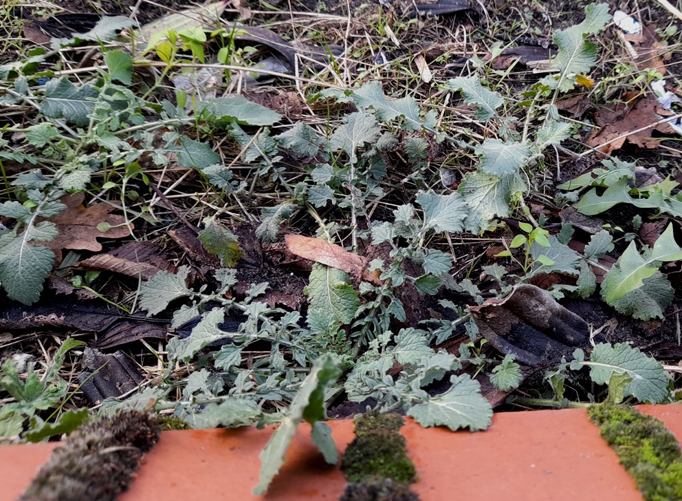 hoary mustard hirschfeldia incana