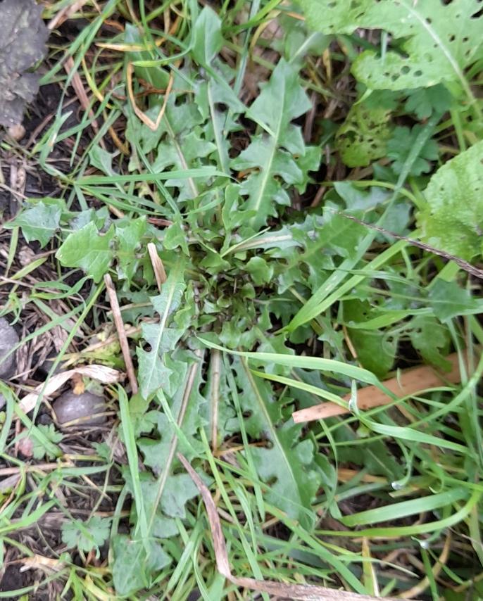 rosette Rainham Marshes