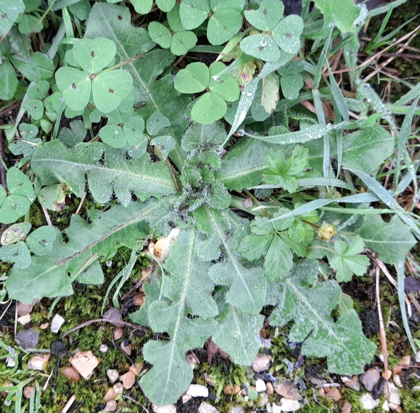 rosette Rainham Marshes