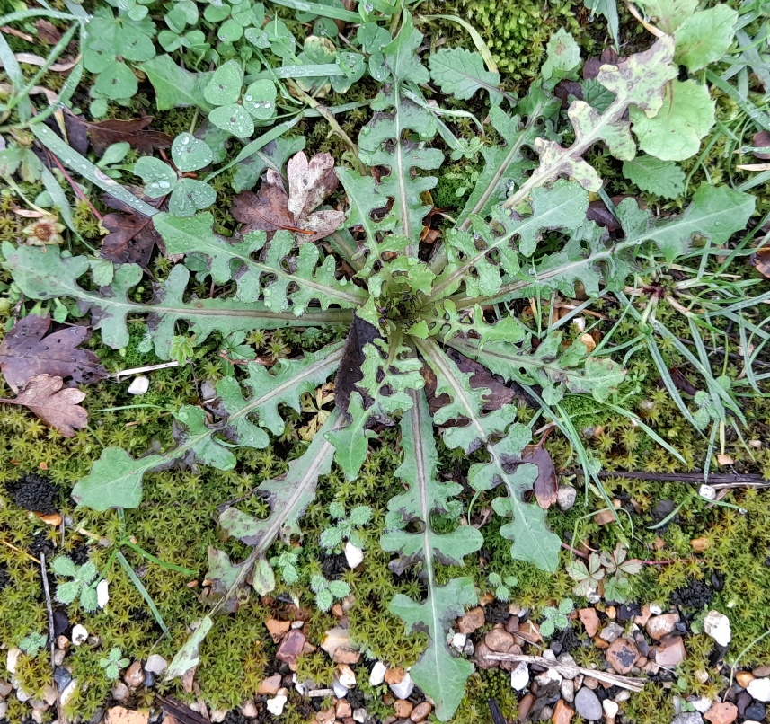 rosette Rainham Marshes